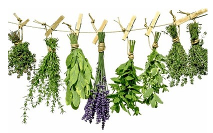 Plantas de parasitos