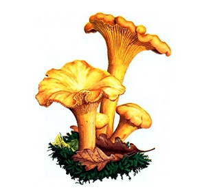 Raposos