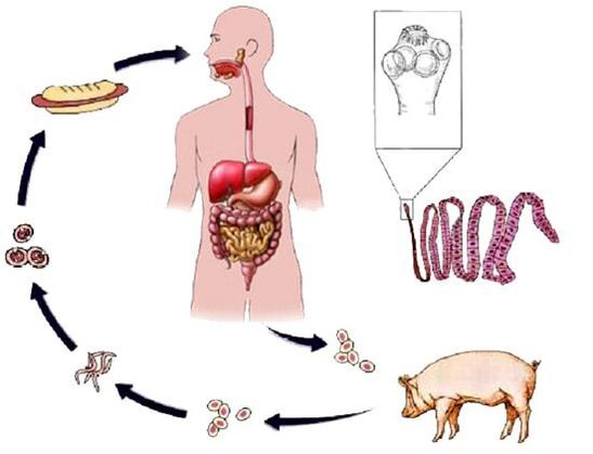 Ciclo de desenvolvemento da tenia de porco no corpo humano