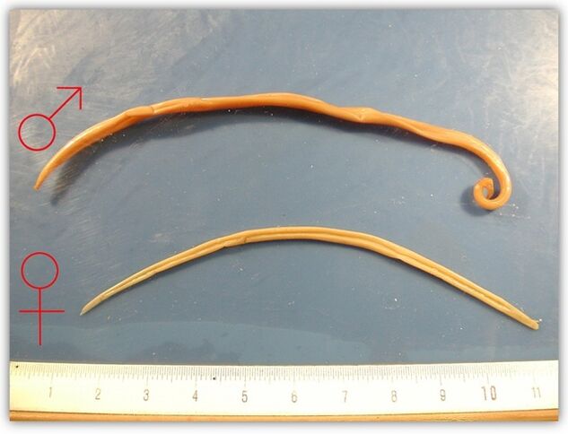 como parecen os nemátodos