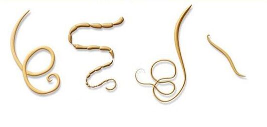 tipos máis comúns de parasitos